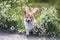 Cute puppy dog red Corgi in Easter pink rabbit ears sits in a meadow surrounded by white chamomile flowers on a Sunny clear day