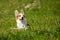 Cute puppy Dog relaxing at the park or meadow, mixed breed dog p