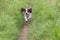 Cute puppy dog running along a narrow country lane