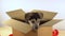 Cute puppy dog sits in a cardboard box with red ribbon.