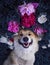 Cute puppy dog â€‹â€‹corgi lies on a natural meadow surrounded by lush grass and flowers of pink fragrant peonies happily uly