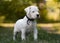 Cute puppy Dogo Argentino in grass.