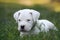 Cute puppy Dogo Argentino lies in grass.