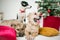 Cute puppy dogs near decorated Christmas tree in studio