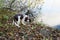 Cute Puppy English Springer Spaniel on shore of river