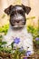 Cute puppy in a flower meadow