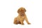 Cute puppy French breed dogue de Bordeaux isolated on a white background