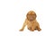 Cute puppy French breed dogue de Bordeaux isolated on a white background