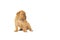 Cute puppy French breed dogue de Bordeaux isolated on a white background