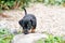 Cute puppy in the garden. dog on a small leash. Against flower and plant background