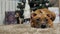 Cute puppy german boxer lays his head on the floor against the background of a christmas tree with gifts