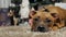 Cute puppy german boxer lays his head on the floor against the background of a christmas tree with gifts