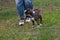 Cute puppy german boxer walking on it`s owner`s hands, playing outdoors