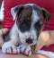 cute puppy on girls legs, broome Australia