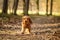 Cute puppy of golden cocker spaniel is walking