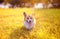 Cute  puppy Golden Corgi walks on sunlit summer meadow with shiny festive bubbles