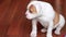 Cute puppy with green eyes sitting on hardwood floor