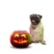 Cute puppy with halloween Jack-o-Lantern pumpkin isolated on white studio background