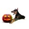 Cute puppy with halloween Jack-o-Lantern pumpkin isolated on white studio background