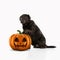 Cute puppy with halloween Jack-o-Lantern pumpkin isolated on white studio background