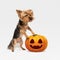 Cute puppy with halloween Jack-o-Lantern pumpkin isolated on white studio background