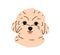 Cute puppy head of Maltese dog breed. Happy canine portrait, companion doggy, sweet little pup face. Adorable funny