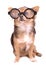 Cute puppy with high diopter thick glasses