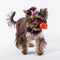 Cute puppy holds a flower in its teeth. Yorkshire terrier on a white background