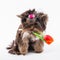 Cute puppy holds a flower in its teeth. Yorkshire terrier on a white background