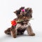Cute puppy holds a flower in its teeth. Yorkshire terrier on a white background
