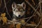 Cute puppy of husky in the autumn forest on a dark background