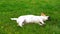 Cute puppy Jack Russell lying on the green grass