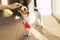 Cute puppy Jack Russell Terrier holding a red heart
