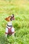 Cute puppy Jack Russell terrier- a patriot of Ukraine