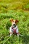 Cute puppy Jack Russell terrier- a patriot of Ukraine