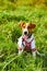 Cute puppy Jack Russell terrier- a patriot of Ukraine