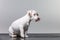 Cute puppy Jack Russell Terrier sitting on bench and licking its nose with tongue on white background