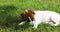 Cute puppy jack russell terrier sitting on the grass, first walk