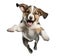 Cute puppy jumping. Playful dog cut out at background