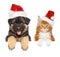 Cute puppy and kitten above banner