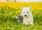 Cute puppy and kitten lying together on dandelion field