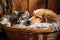 cute puppy and kitten sleeping in basket together