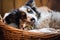 cute puppy and kitten sleeping in basket together