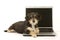 Cute puppy and a laptop