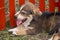 Cute puppy lies in the courtyard of the shelter