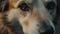 Cute puppy loyal friendship shown in close up portrait outdoors generated by AI