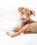 Cute puppy lying on soft white blanket looking at camera.