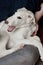 A cute puppy lying in woman\'s lap and playing around trying to catch its own tail. Playful and cute white borzoi Russian