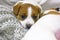 Cute puppy male Jack Russell Terrier lies near his mother, home comfort