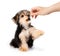 Cute puppy obedience training with owner or dog trainer.